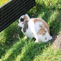 images/J51_ThumbsGallery/Beestenboeltje/Kinderboerderij_22_05.jpg