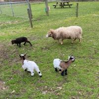 images/J51_ThumbsGallery/Beestenboeltje/Kinderboerderij_22_13.jpg